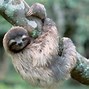 Sloth Lucu Imut Anak Sloth Ketinggalan #Animals Kungkang Hewan Lambat Di Dunia